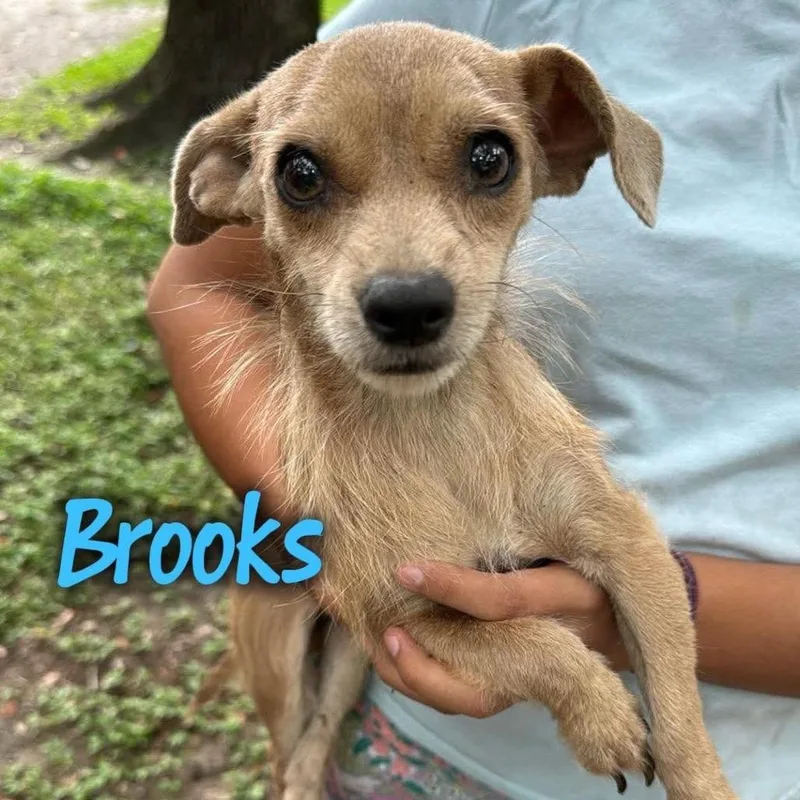 Brooks