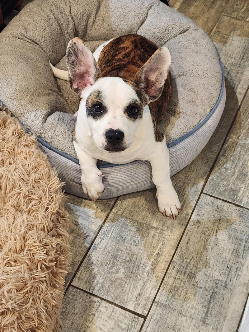 A baby small-sized male Bicolor French Bulldog dog named Nano for adoption in Fort Lauderdale, FL