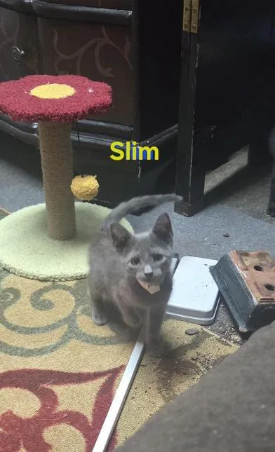 A baby medium-sized male Gray / Blue / Silver Russian Blue cat named Slim READY for adoption in Liverpool, TX