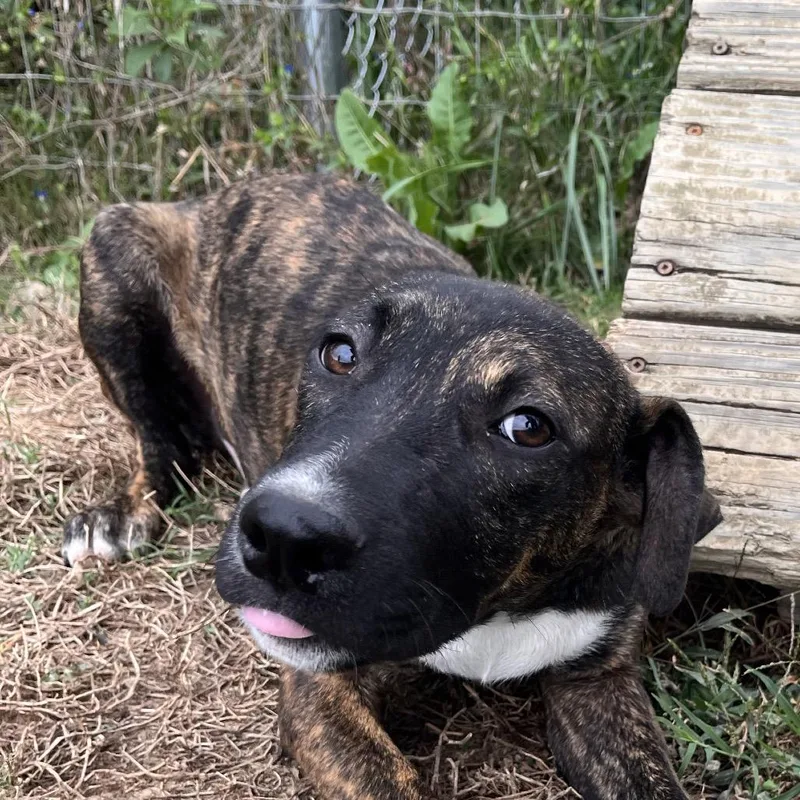 A baby medium-sized male Hound dog named Hambone for adoption in Clarksville, AR