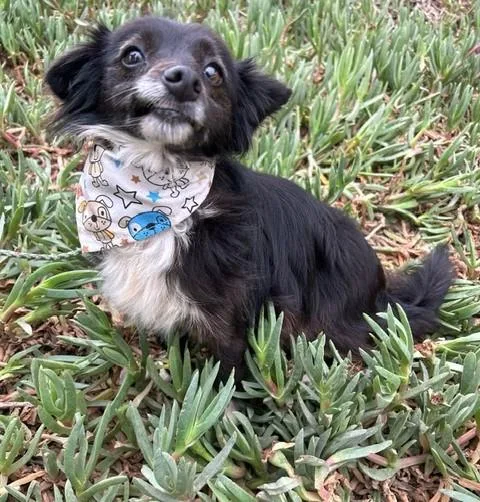 An adult small-sized female Black Border Collie dog named Cathy for adoption in Bell Gardens, CA