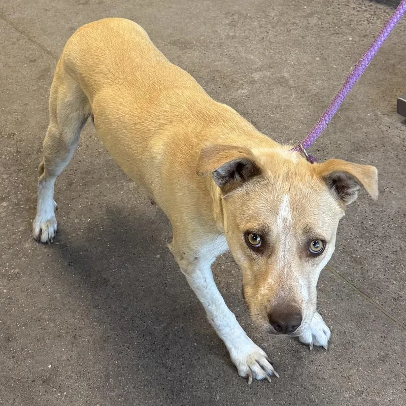 An adult large-sized female Mixed Breed dog named Cinnamon for adoption in Las Cruces, NM