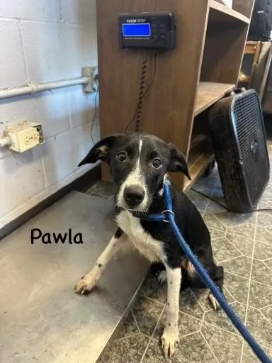 A young medium-sized female Pointer dog named Pawla for adoption in Lake Wylie, SC
