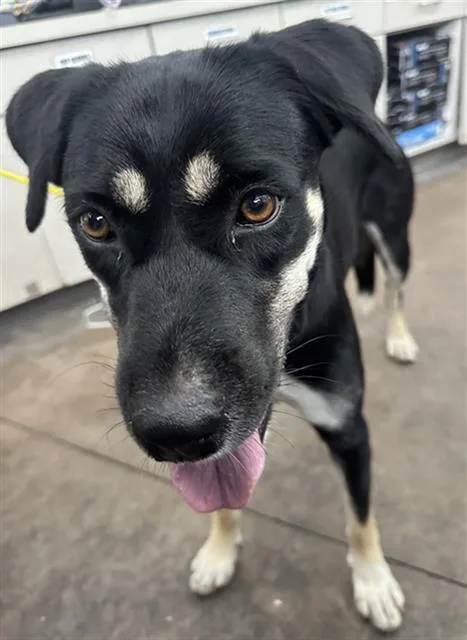 A young large-sized female Mixed Breed dog named Nana for adoption in Dallas, TX