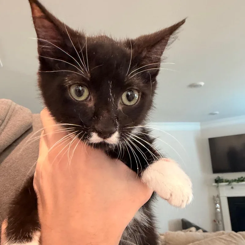A baby small-sized male Black Domestic Short Hair cat named Fig for adoption in Inman, SC