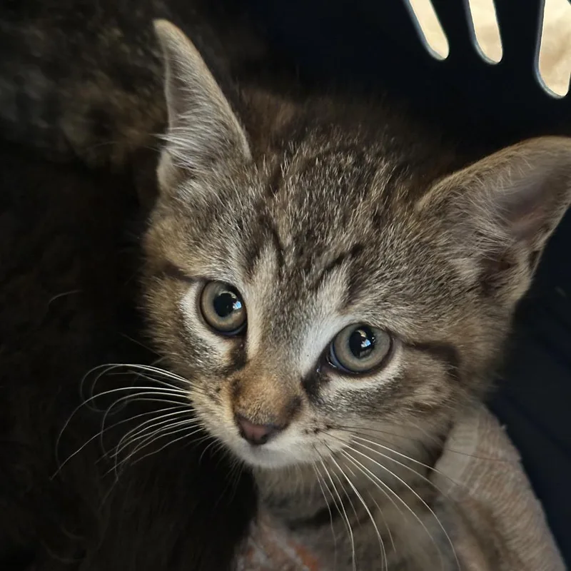 A baby small-sized male Brown / Chocolate Domestic Short Hair cat named Cricket for adoption in Matteson, IL