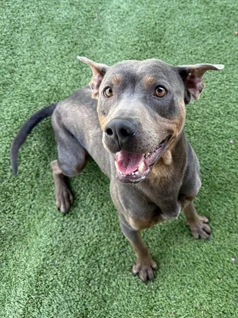 An adult medium-sized male Mixed Breed dog named Ryder for adoption in Newton, NC
