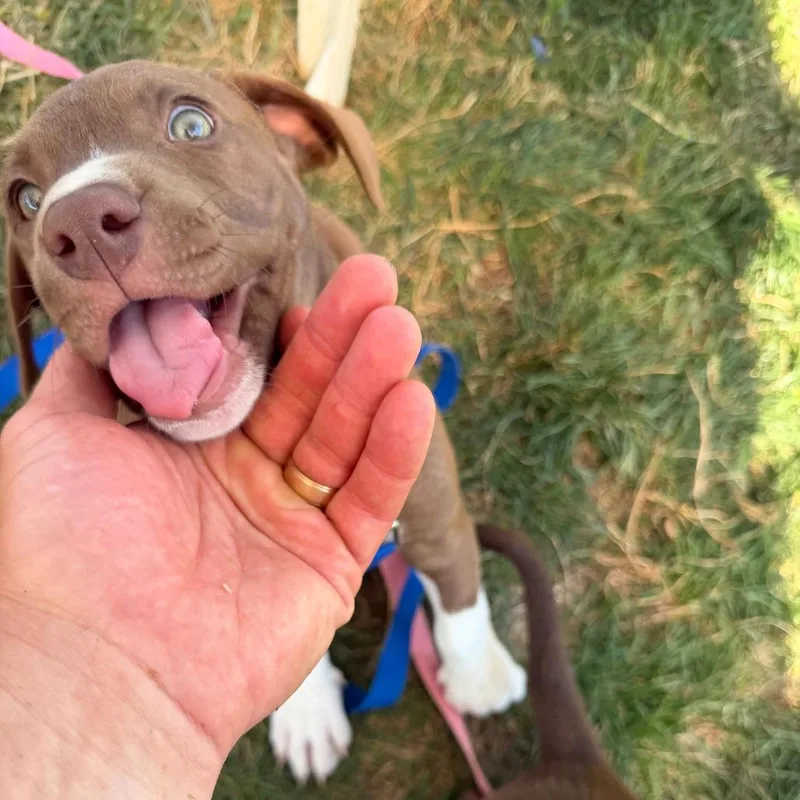 A baby small-sized female Brown / Chocolate Pit Bull Terrier dog named Bonnie for adoption in Columbia Station, OH