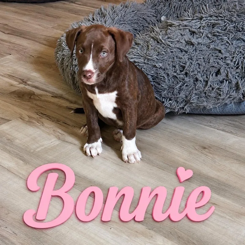 Bonnie thumbnail 2