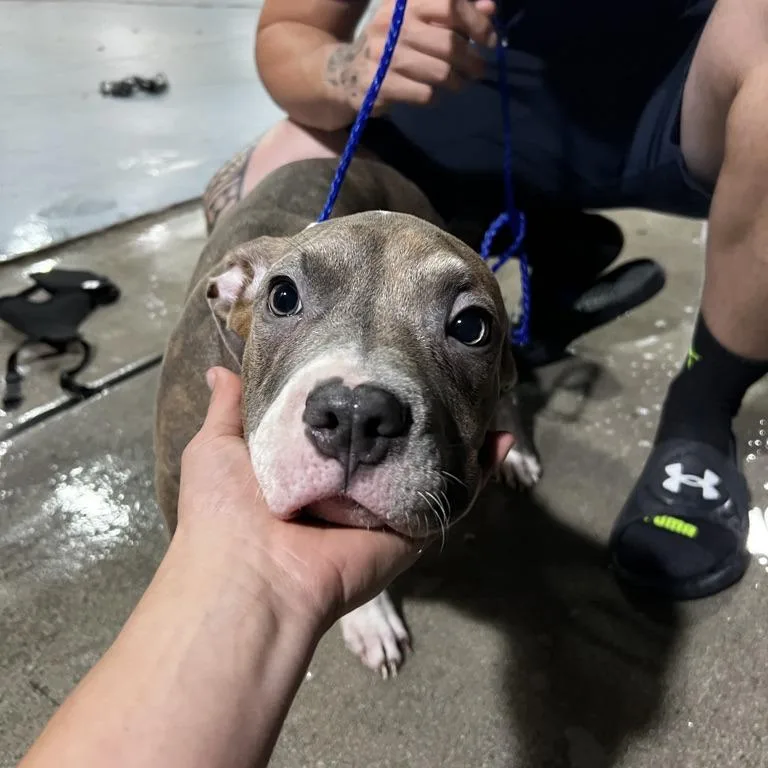 A baby large-sized male Gray / Blue / Silver Pit Bull Terrier dog named Benny for adoption in Hobe Sound, FL