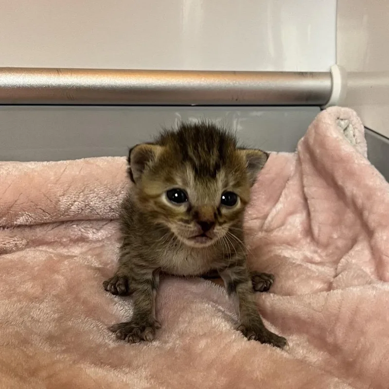 A baby small-sized female Gray / Blue / Silver Domestic Short Hair cat named Akasha for adoption in Pauls Valley, OK