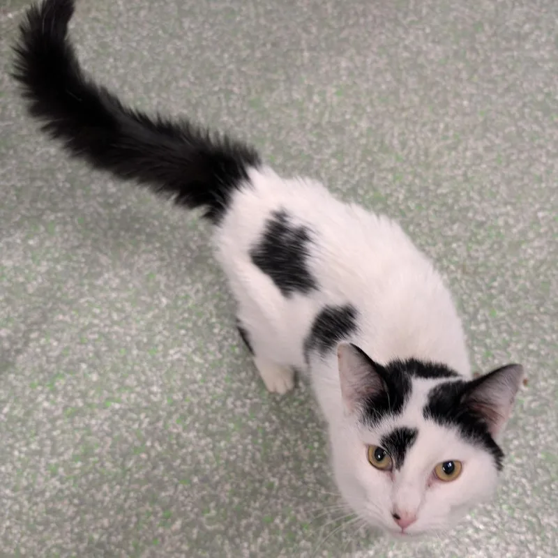 A young medium-sized male White Domestic Short Hair cat named Moo Moo for adoption in Calverton, NY