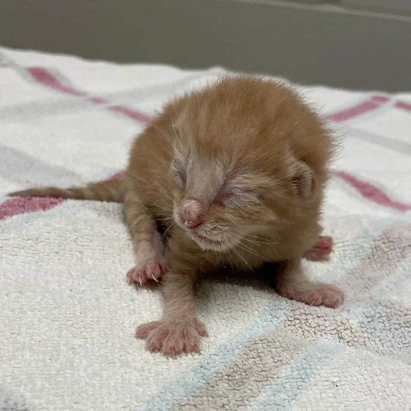 A baby small-sized female Orange / Red Domestic Short Hair cat named Coral for adoption in Bristol, IN