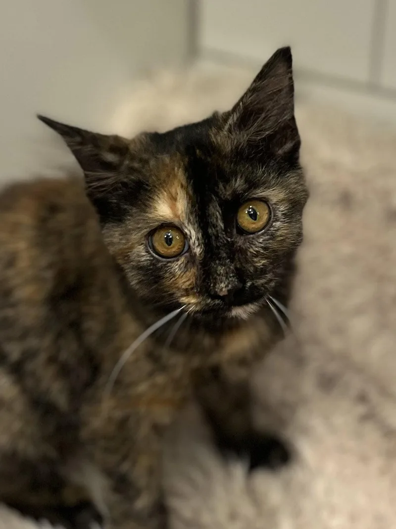A baby small-sized female Domestic Long Hair cat named Alice for adoption in Cookeville, TN