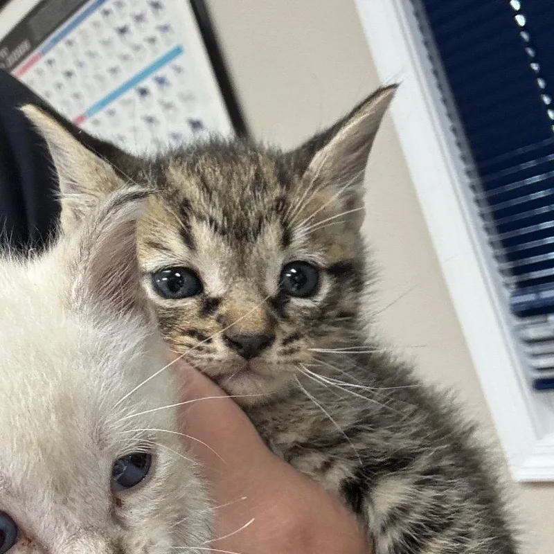 A baby small-sized female Domestic Short Hair cat named SLBYStray for adoption in Shelbyville, IL