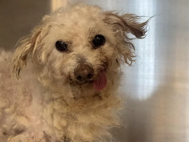 A senior small-sized male Mixed Breed dog named Coco for adoption in Dallas, TX