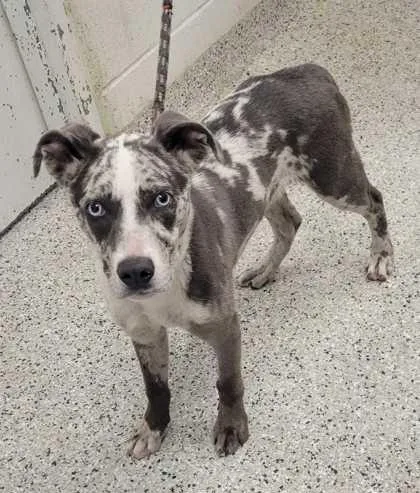 A baby small-sized male Gray / Blue / Silver Mixed Breed dog named Pixel for adoption in Kansas City, MO