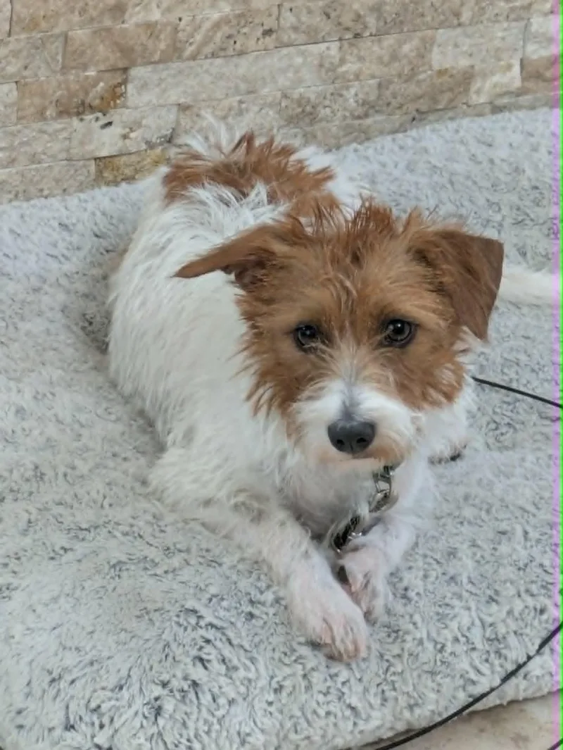 A young small-sized female White / Cream Jack Russell Terrier dog named Cayenne for adoption in Round Rock, TX