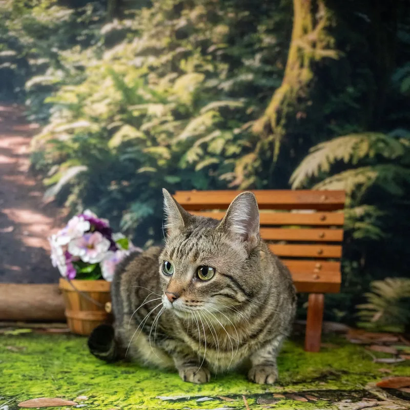 A senior large-sized female Tabby (Brown / Chocolate) Domestic Short Hair cat named Piper for adoption in Lapeer, MI
