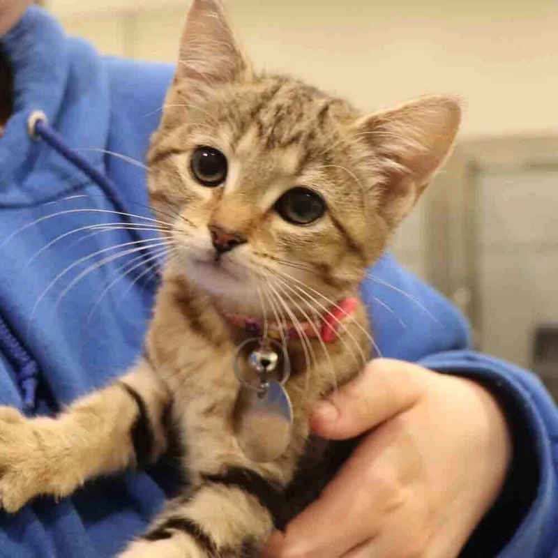 A baby small-sized female Domestic Short Hair cat named Honey for adoption in Port Washington, NY