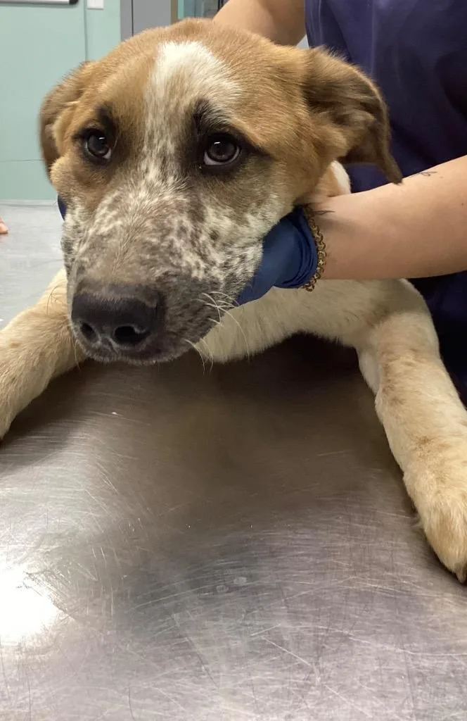 A baby medium-sized female Terrier dog named Clove for adoption in Athens, TN