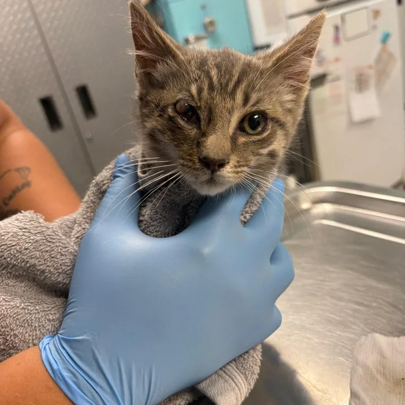 A baby small-sized male Gray / Blue / Silver Domestic Short Hair cat named Tweedle for adoption in Newark, NJ