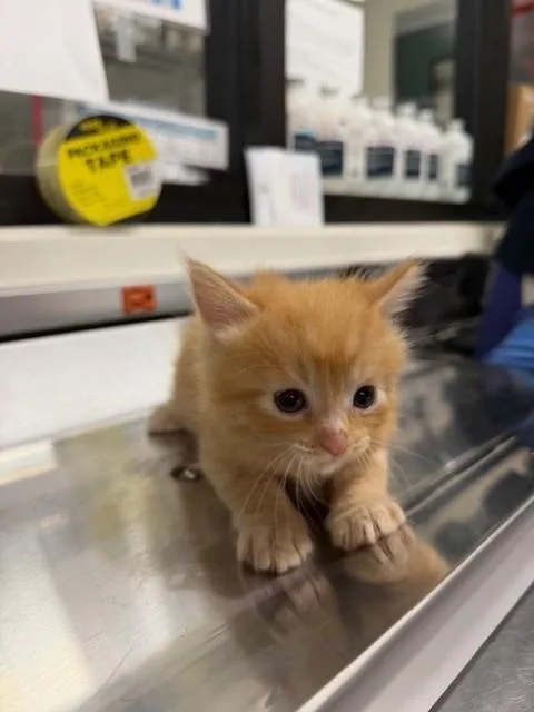 A baby small-sized female Domestic Short Hair cat named Pansy for adoption in Santa Maria, CA