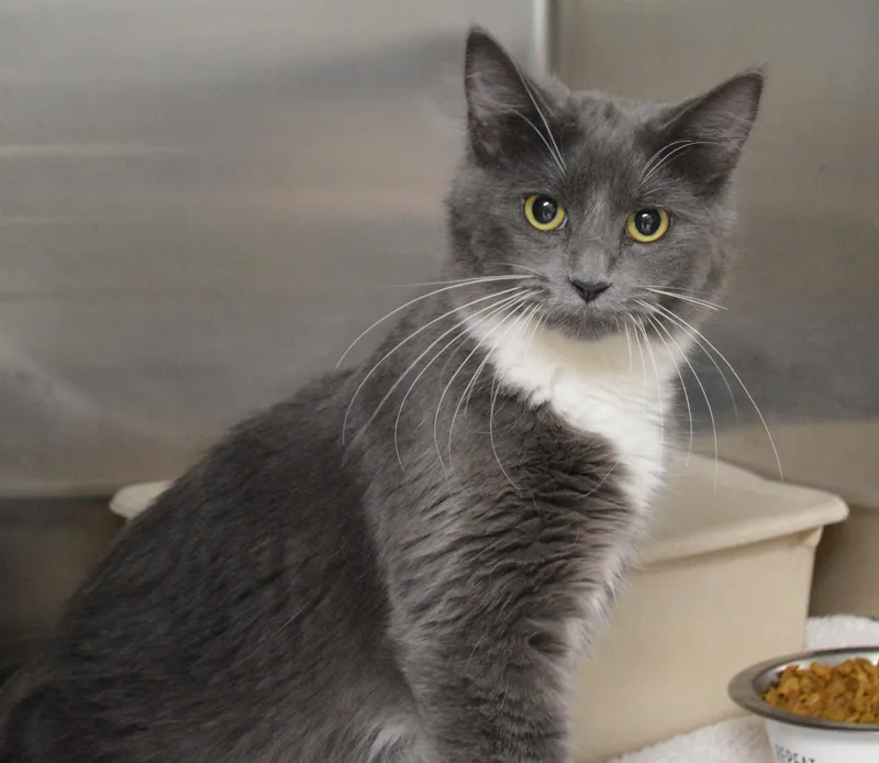A young medium-sized female Domestic Long Hair cat named Potato Soup for adoption in House Springs, MO