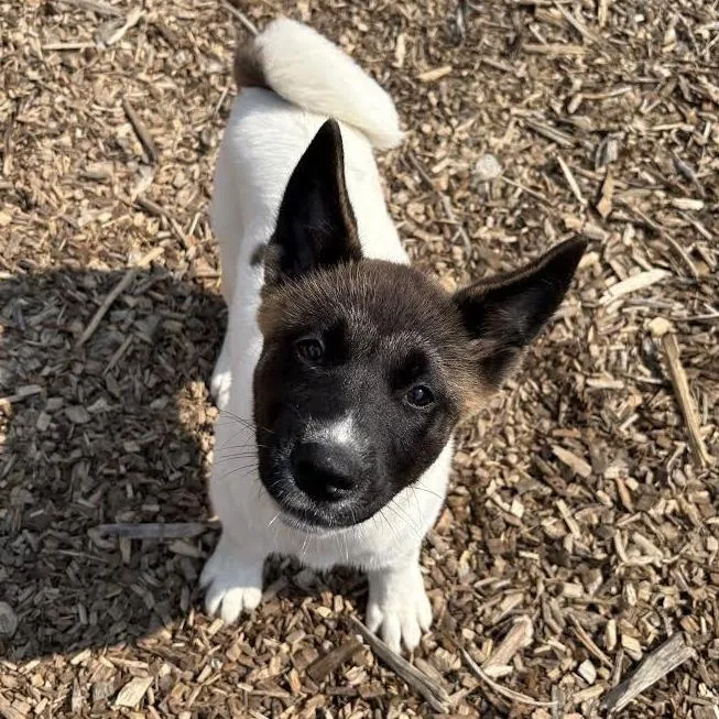 A baby large-sized female White / Cream Akita dog named Gigette for adoption in Wappingers Falls, NY