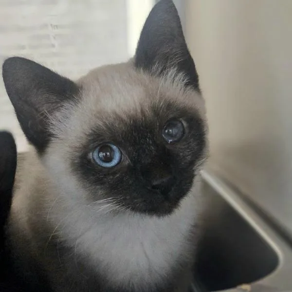 A baby small-sized male Domestic Short Hair cat named Popcorn for adoption in Oakland, CA