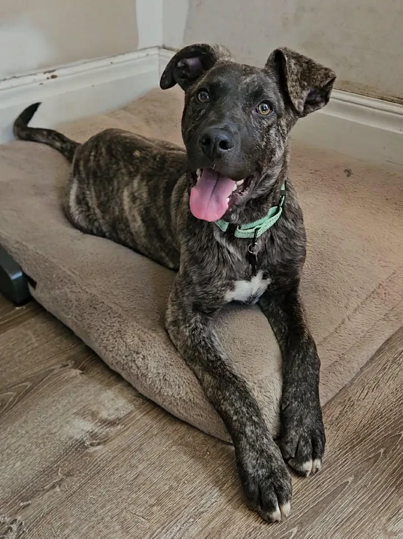 A baby large-sized male Dutch Shepherd dog named Zayden for adoption in China Township, MI