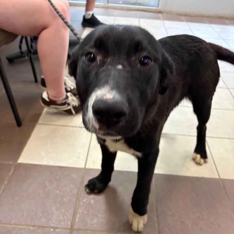 A young medium-sized male Black Mixed Breed dog named Carrot Cake for adoption in Columbus, GA
