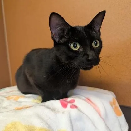 An adult medium-sized female Black Domestic Short Hair cat named Valentine for adoption in Rochester, MN