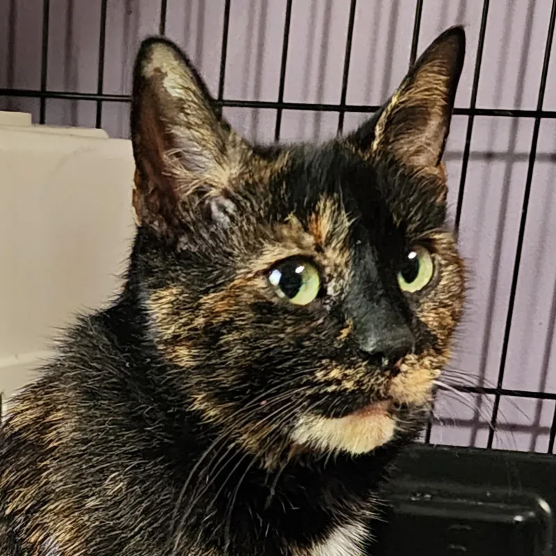 Intrigue thumbnail 2