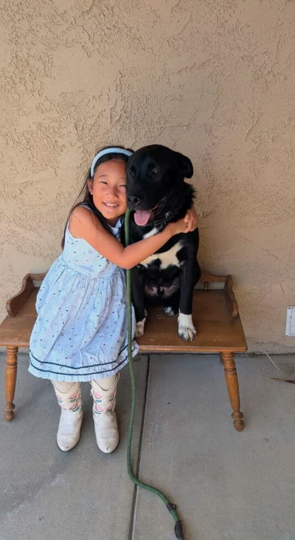 A young medium-sized male Black Pit Bull Terrier dog named Bailey for adoption in Los Angeles, CA