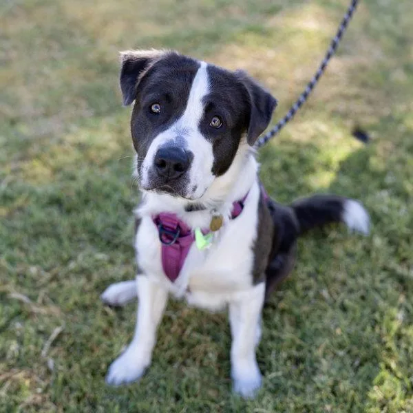 A young large-sized male Pit Bull Terrier dog named Peluchin for adoption in Dublin, CA