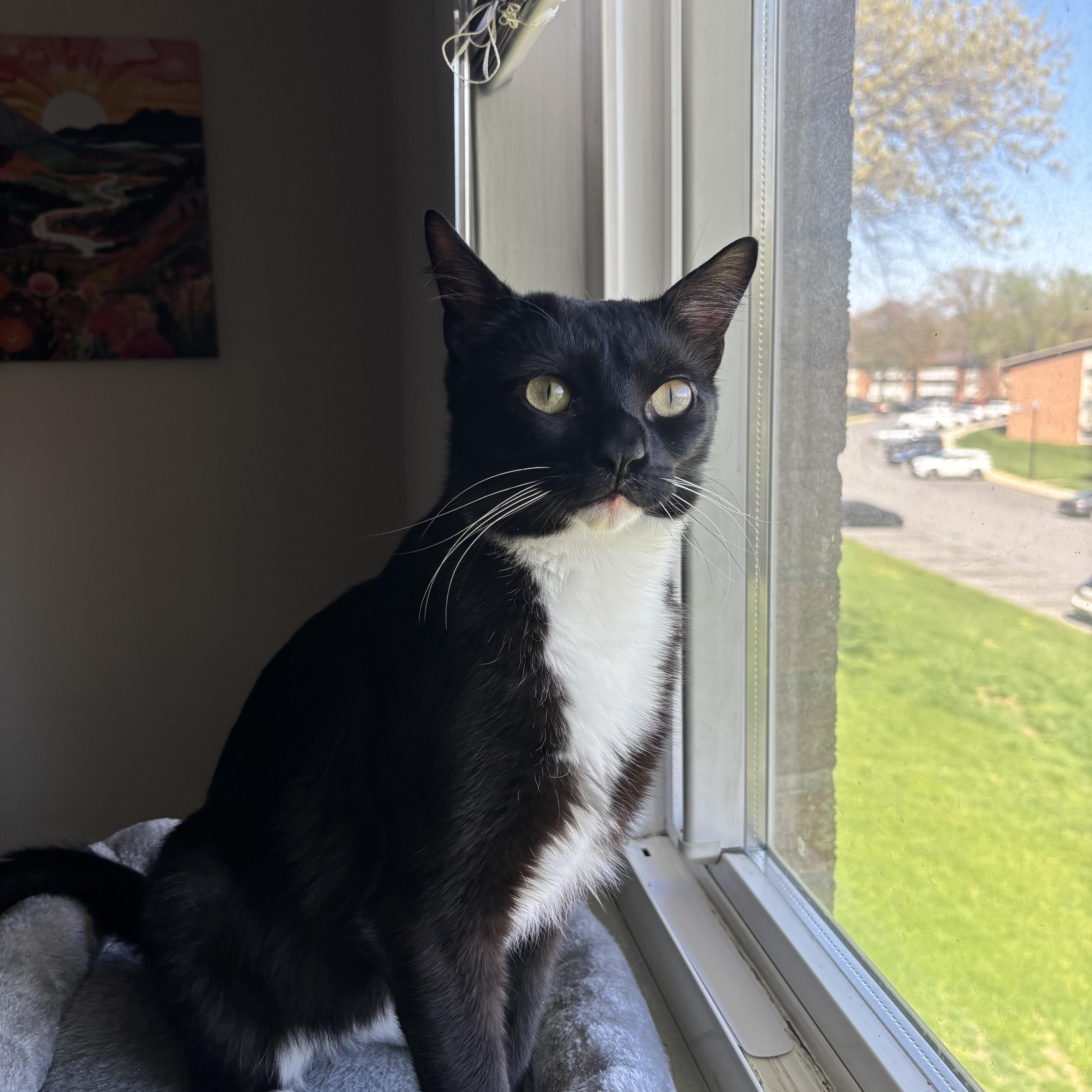 A young medium-sized male Black & White / Tuxedo Domestic Short Hair cat named Zoro for adoption in Beltsville, MD