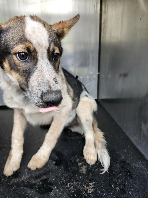 A baby medium-sized male Australian Cattle Dog / Blue Heeler dog named Chocolate for adoption in San Antonio, TX
