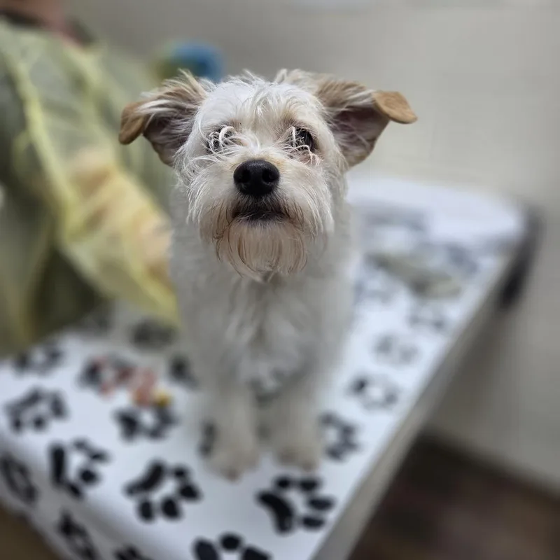 An adult small-sized female White / Cream Wirehaired Terrier dog named Sonya for adoption in Incline Village, NV
