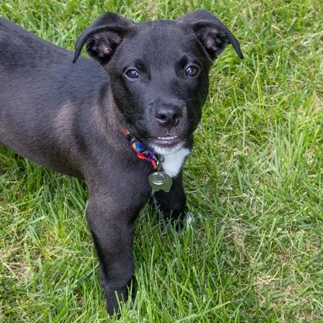 A baby small-sized male Pit Bull Terrier dog named Spinach for adoption in St. Louis, MO