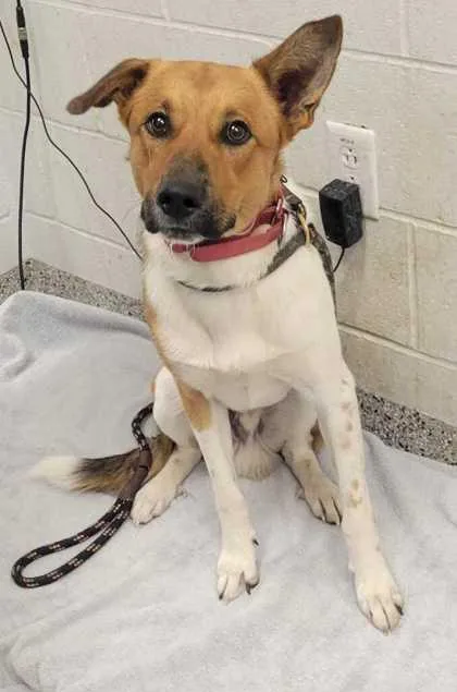 A young large-sized male Brown / Chocolate Mixed Breed dog named Theo for adoption in Kansas City, MO
