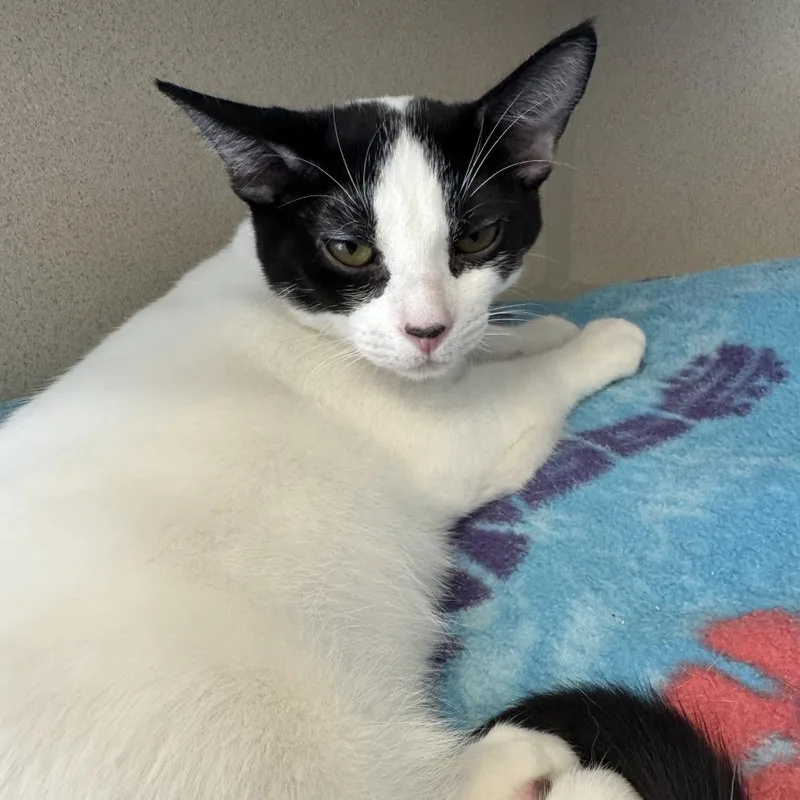 A baby medium-sized male Domestic Short Hair cat named Simon for adoption in Redwood City, CA