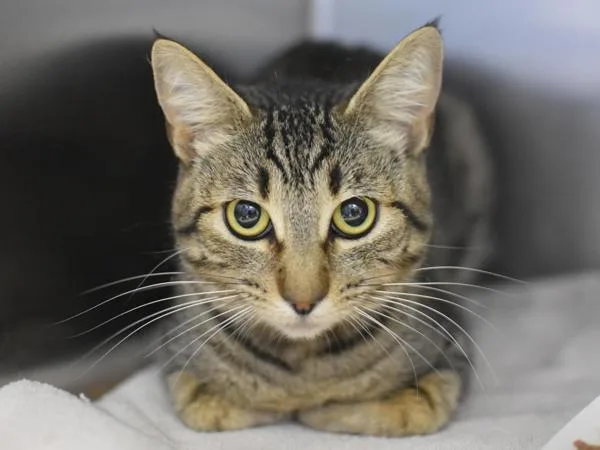 A young small-sized female Domestic Short Hair cat named Little Too for adoption in Portland, OR