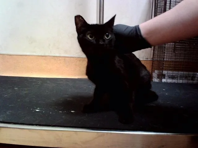 A young small-sized female Domestic Short Hair cat named Velvet for adoption in Martinez, CA