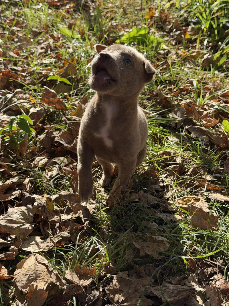 A baby small-sized male Brown / Chocolate Pug dog named Mocha for adoption in Richmond, IN