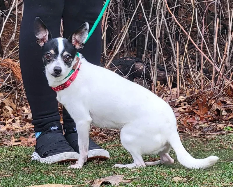 An adult small-sized female Rat Terrier dog named Zoey for adoption in Portage, WI