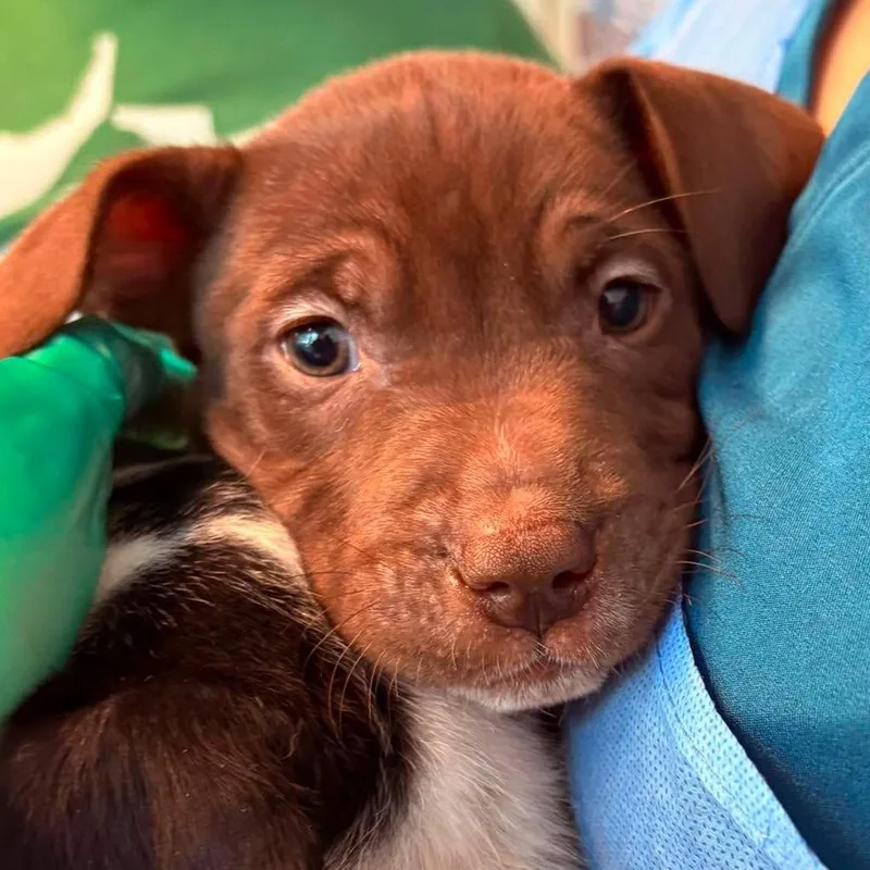 A baby small-sized male Brown / Chocolate Mixed Breed dog named Armando for adoption in Huntington, WV