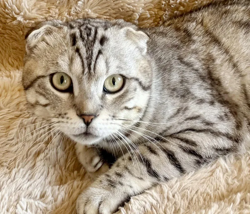 An adult medium-sized male Scottish Fold cat named Scotty for adoption in Alameda, CA
