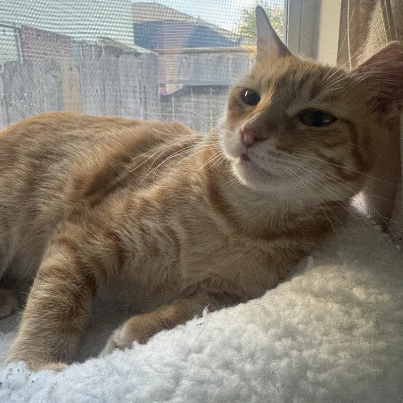Ms Marmalade thumbnail 6