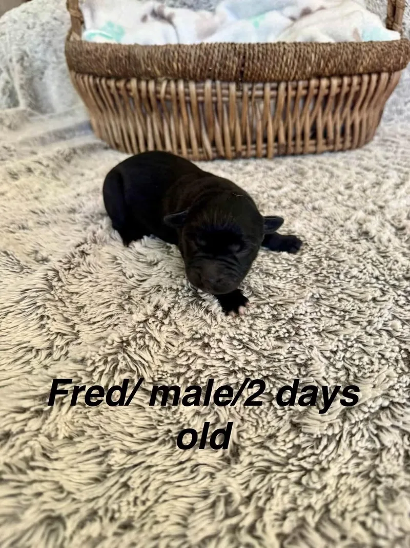 A baby medium-sized male Border Collie dog named Fred for adoption in North Bend, OR